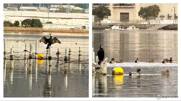 「【美浜町・小浜市編】敦賀・若狭エリアを巡る冬の福井旅 三方五湖を巡るクルーズに若狭ふぐ尽くし、伝統神事「お水送り」の舞台も見学」の画像