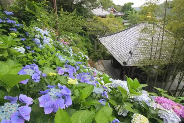 鎌倉長谷寺「あじさい路」は事前予約が吉！【2026】ネット予約の仕組みとアクセス情報、限定御朱印もチェック（5月下旬予約開始）
