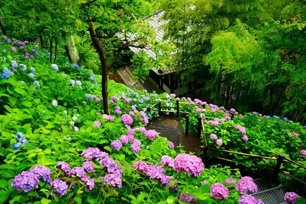 「鎌倉長谷寺「あじさい路」は事前予約が吉！【2026】ネット予約の仕組みとアクセス情報、限定御朱印もチェック（5月下旬予約開始）」の画像