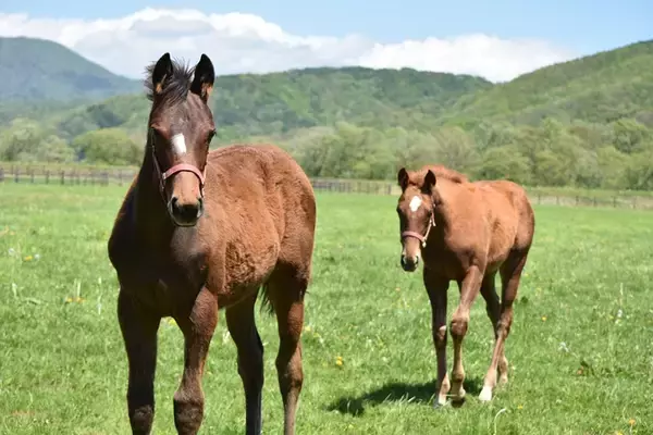 「2020年に廃止決定か？！ 列車が走ることなく消えゆく日高本線のいま」の画像