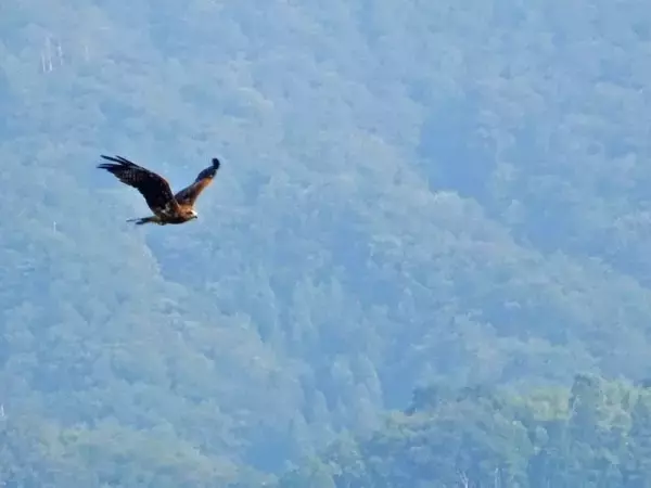 「鉄道旅でベスト3に入る居酒屋です【50代から始めた鉄道趣味】434」の画像