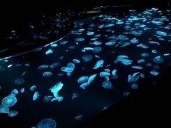 すみだ水族館に日本最大のクラゲの水槽「ビッグシャーレ」が誕生！