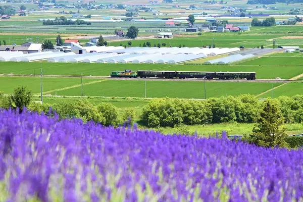 田園風景の中をのんびり・ゆっくり走る　富良野・美瑛ノロッコ1号乗車記【4】　ラベンダー畑・中富良野編