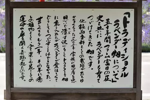 「田園風景の中をのんびり・ゆっくり走る　富良野・美瑛ノロッコ1号乗車記【4】　ラベンダー畑・中富良野編」の画像