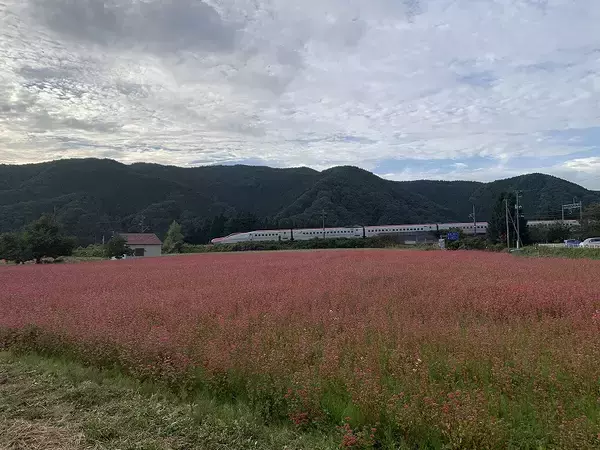 「秋田新幹線「こまち」と美しい「赤そば」の共演を見てみたい　仙北市がライトアップやライブ配信を実施中」の画像