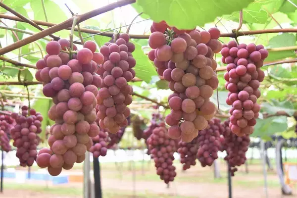 「北海道新幹線札幌延伸でどうなる？　函館本線・山線の旅（３）」の画像