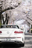 「メルセデス・ベンツのオープンカーで東京 桜名所をお花見ドライブ！ 特別な試乗体験「さくらクルーズ」3/19～開催」の画像6