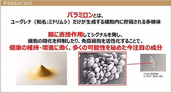 「パラミロン EOD-1 が「腸ツボ」を刺激し疲労感を軽減、神経系 免疫系 内分泌系が活性化する仕組みを知る」の画像