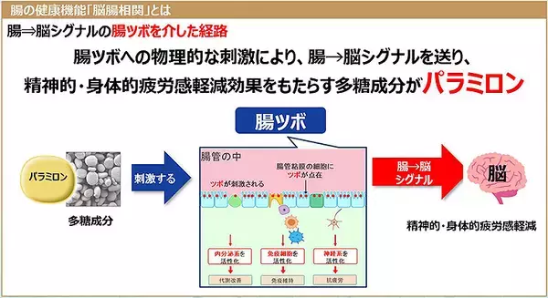 「パラミロン EOD-1 が「腸ツボ」を刺激し疲労感を軽減、神経系 免疫系 内分泌系が活性化する仕組みを知る」の画像