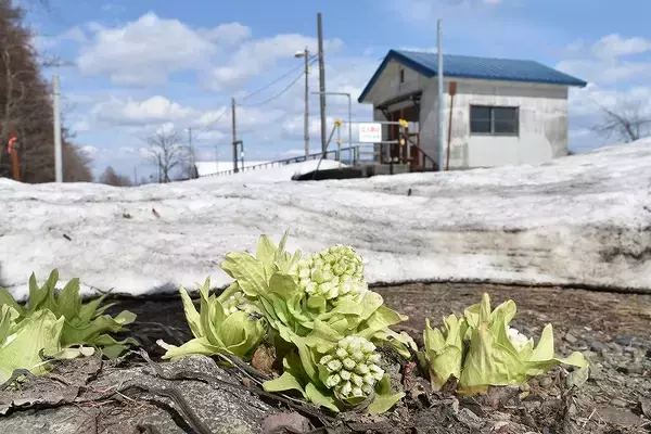 突然幕を下ろした札沼線非電化区間　廃止1年後の沿線を訪ねて（4）