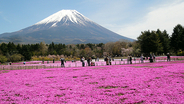 桃色と青の絶景へ！ 2021富士芝桜まつり は4月下旬が見頃、ハートのフォトスポットや絶品スイーツも大人気！