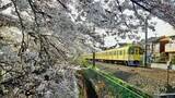 「桜の季節に戻ります【駅ぶら04】新宿線39」の画像1