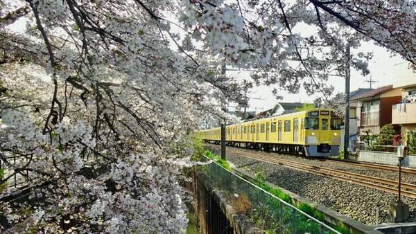 桜の季節に戻ります【駅ぶら04】新宿線39