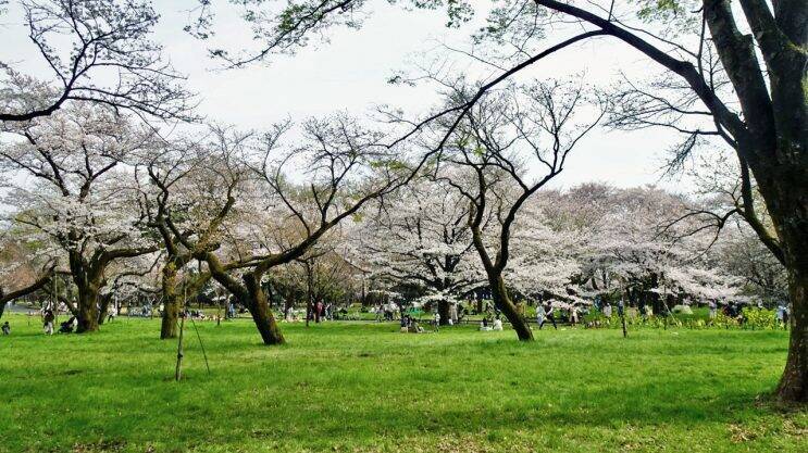小金井公園の桜【駅ぶら04】新宿線54