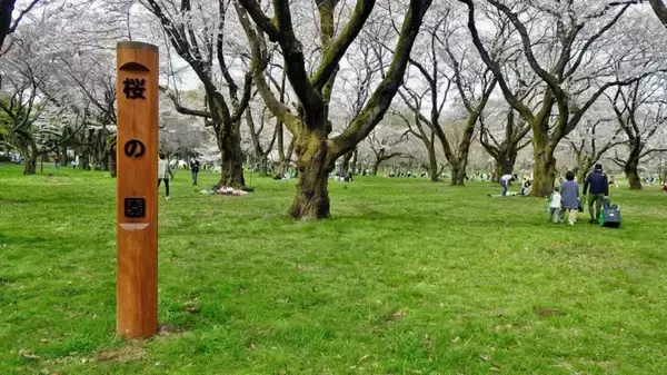 「小金井公園の桜【駅ぶら04】新宿線54」の画像