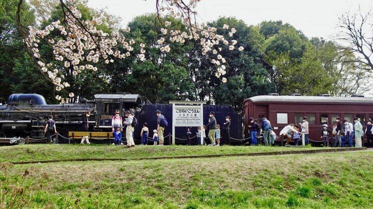 小金井公園の桜【駅ぶら04】新宿線54