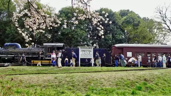 「小金井公園の桜【駅ぶら04】新宿線54」の画像