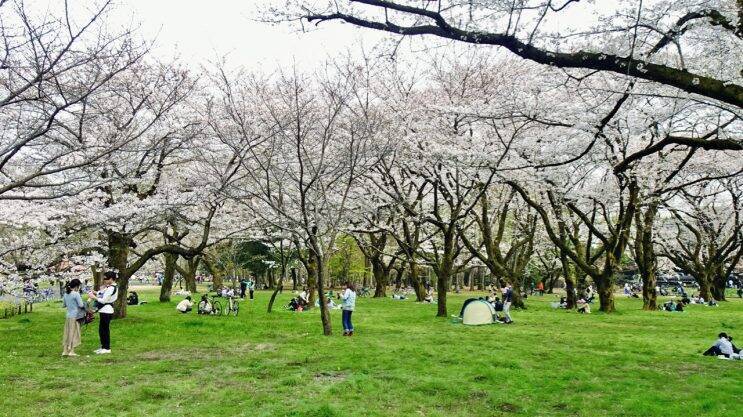 小金井公園の桜【駅ぶら04】新宿線54
