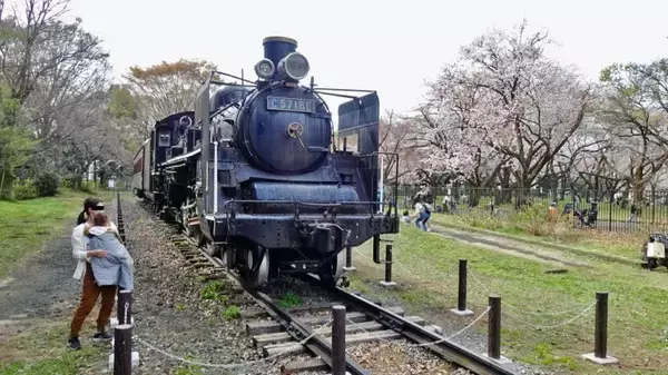 「小金井公園の桜【駅ぶら04】新宿線54」の画像