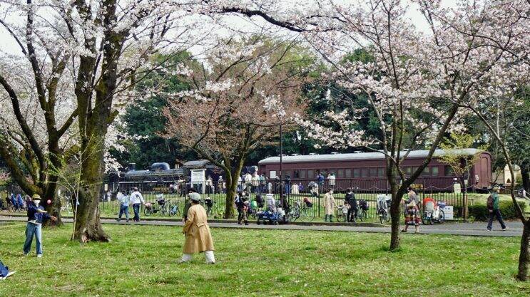 小金井公園の桜【駅ぶら04】新宿線54