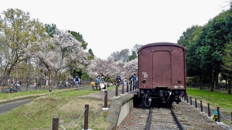 小金井公園の桜【駅ぶら04】新宿線54