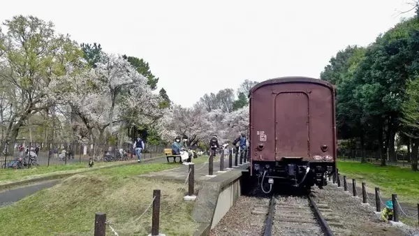 「小金井公園の桜【駅ぶら04】新宿線54」の画像