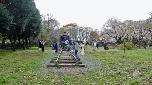 「小金井公園の桜【駅ぶら04】新宿線54」の画像