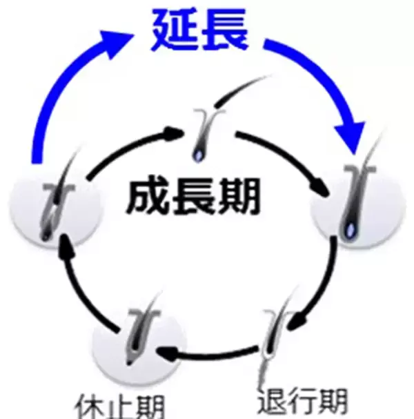 「細胞のミトコンドリア活性で白髪が減る!? 大正製薬らが最新研究事例を発表、毛髪アンチエイジングで一歩前進」の画像