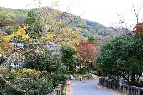 「叡山電車の混雑具合と八瀬比叡山口の紅葉の色づき具合＿11月6日 土曜日」の画像
