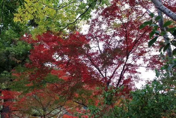 「叡山電車の混雑具合と八瀬比叡山口の紅葉の色づき具合＿11月6日 土曜日」の画像