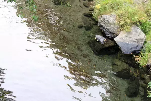 「叡山電車の混雑具合と八瀬比叡山口の紅葉の色づき具合＿11月6日 土曜日」の画像