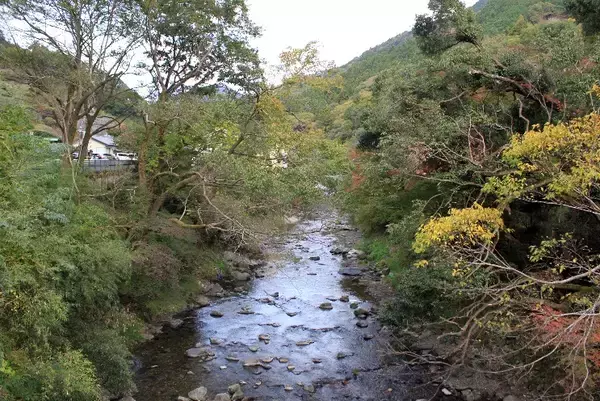 「叡山電車の混雑具合と八瀬比叡山口の紅葉の色づき具合＿11月6日 土曜日」の画像