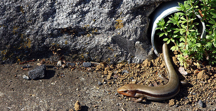 千葉県柏市の住宅街にある標準軌、わずか333mの線路【写真】