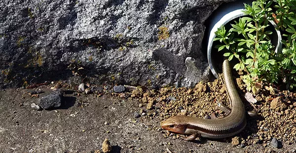 「千葉県柏市の住宅街にある標準軌、わずか333mの線路【写真】」の画像