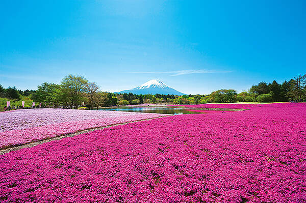 桃色お花じゅうたんと富士山をいっしょに乾杯 富士芝桜まつりはこの10連休が絶好 19年4月26日 エキサイトニュース