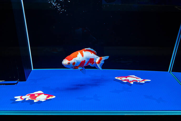 これリアル アート 美しい金魚の世界に潜り込む時間へ すみだ水族館で 金魚love展 19年8月21日 エキサイトニュース