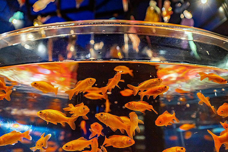 これリアル アート 美しい金魚の世界に潜り込む時間へ すみだ水族館で 金魚love展 19年8月21日 エキサイトニュース