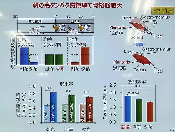「卵で中性脂肪が下がる！ 鶏卵初の機能性表示食品「伊勢の卵」に秘めたメカニズムに衝撃」の画像