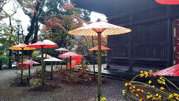 「和傘と紅葉と喜多院、完璧インスタ映え！ 東武50090型 川越特急で行く屋外アート展「和傘紅葉in川越喜多院」12/15まで開催」の画像