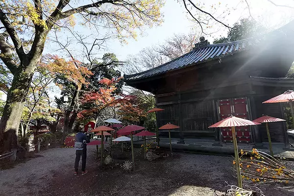 「和傘と紅葉と喜多院、完璧インスタ映え！ 東武50090型 川越特急で行く屋外アート展「和傘紅葉in川越喜多院」12/15まで開催」の画像