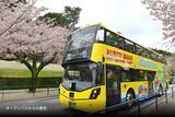 「混雑回避し “桜と同じ目線”でお花見！はとバス2階建てオープンバス「東京さくら回廊」で千鳥ヶ淵の桜トンネルを、3/20から期間限定運行」の画像1