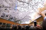 「混雑回避し “桜と同じ目線”でお花見！はとバス2階建てオープンバス「東京さくら回廊」で千鳥ヶ淵の桜トンネルを、3/20から期間限定運行」の画像2