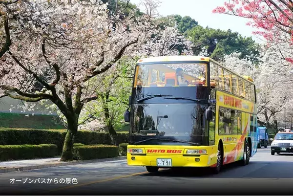 「混雑回避し “桜と同じ目線”でお花見！はとバス2階建てオープンバス「東京さくら回廊」で千鳥ヶ淵の桜トンネルを、3/20から期間限定運行」の画像