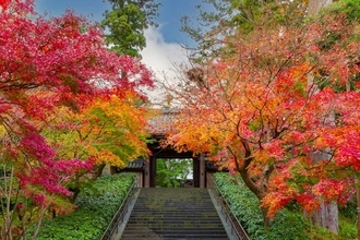 10月の行楽から11月の紅葉まで鎌倉へ直行？ 首都圏各地から全席指定で座って行ける秋の特急「鎌倉」「常磐鎌倉」「鎌倉満喫」運転日と見どころ
