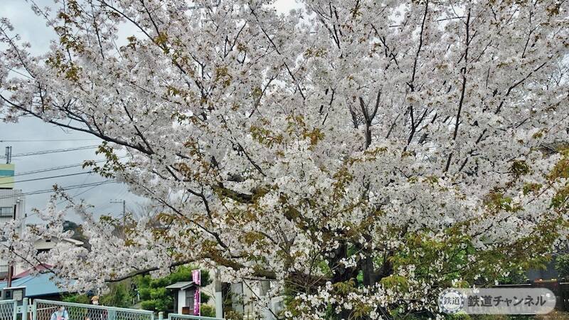 桜は3〜5分咲きでした【駅ぶら】06京王電鉄309　相模原線29