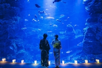 京都水族館「夜のすいぞくかん」シルバーウィーク5日間限定で開催！夜行性オオサンショウウオが動き出す！割引チケットや見どころまとめ