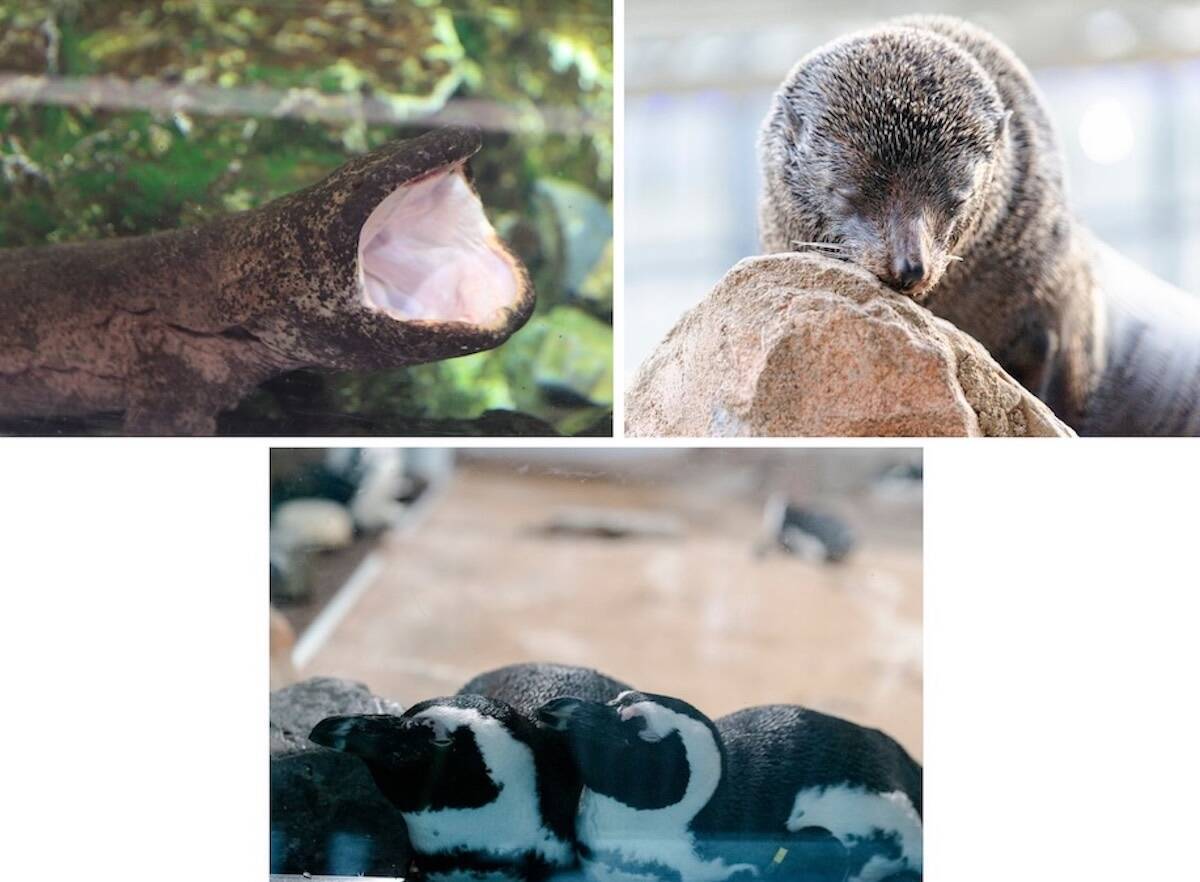 京都水族館「夜のすいぞくかん」シルバーウィーク5日間限定で開催！夜行性オオサンショウウオが動き出す！割引チケットや見どころまとめ