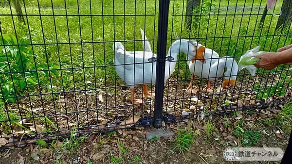 「将軍池と加藤山【駅ぶら】06京王電鉄　京王線051」の画像