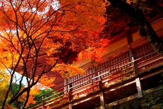 大分･国東半島の紅葉ドライブ！鬼伝説のパワースポット熊野磨崖仏や両子寺の紅葉から “くにさき姫だこ”など巡るモデルコースを紹介