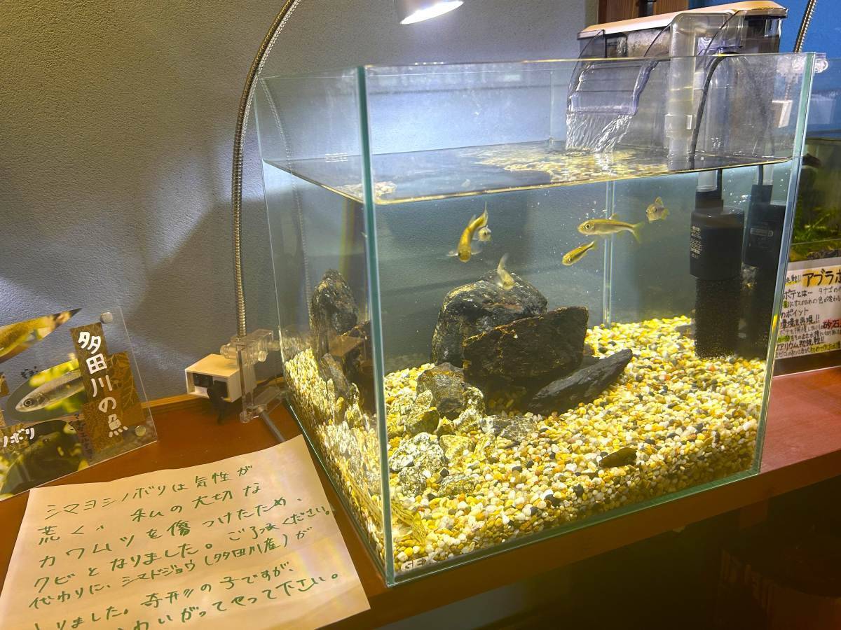 無一文の大学生が町家を水族館に!? 福井･小浜の珍しい水族館、世界に一つだけの塗り箸制作体験、鯖街道の御食国など 小浜観光レポ 第2弾